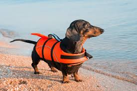 Dog Life Jacket