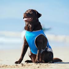 Pet Cooling Vest